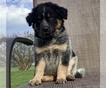 Small Australian Cattle Dog-Border Collie Mix