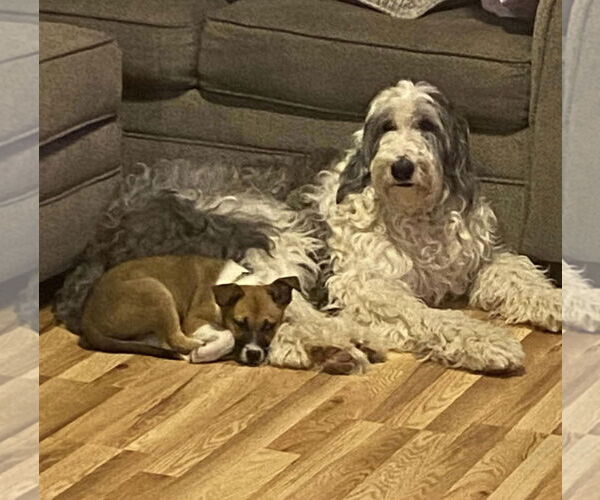 Medium Photo #17 Mutt Puppy For Sale in Germantown, OH, USA