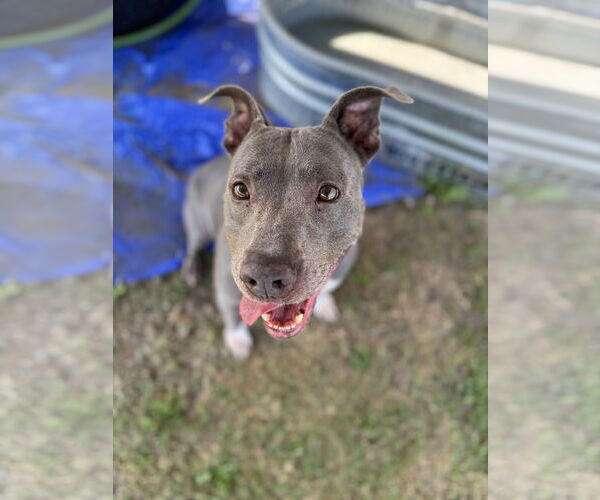 Medium Photo #4 American Pit Bull Terrier-Unknown Mix Puppy For Sale in Rowlett, TX, USA