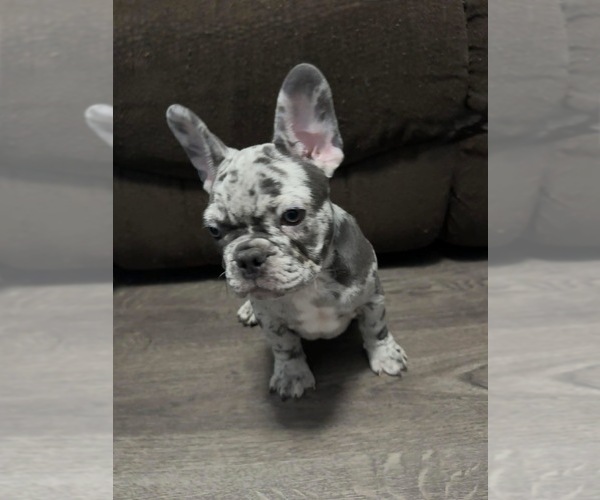 Medium Photo #43 French Bulldog Puppy For Sale in FOUNTAIN CITY, IN, USA
