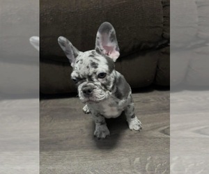Medium French Bulldog