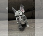 Puppy Yeah Yeah French Bulldog