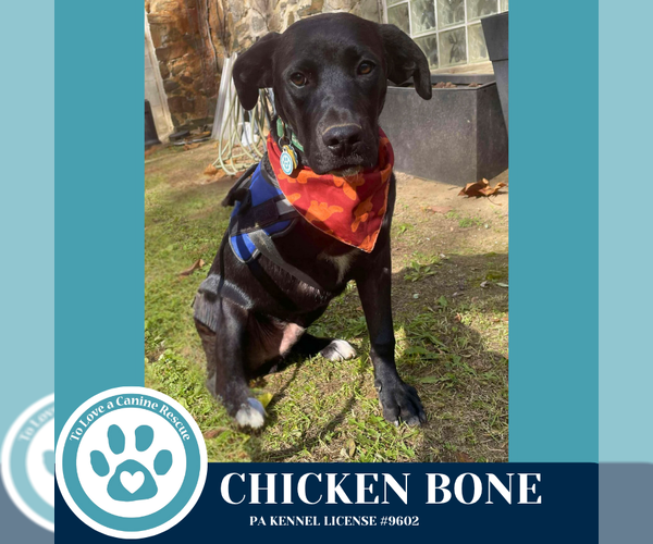 Medium Photo #10 Labrador Retriever-Unknown Mix Puppy For Sale in Kimberton, PA, USA