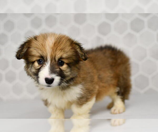 Medium Photo #40 Pembroke Welsh Corgi Puppy For Sale in MIDDLEBURY, IN, USA