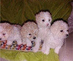 Small #1 Maltipoo