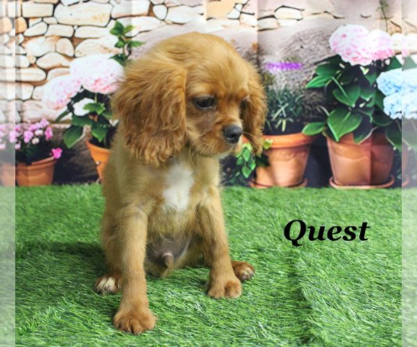 Medium Photo #1 Cavalier King Charles Spaniel Puppy For Sale in CHANUTE, KS, USA