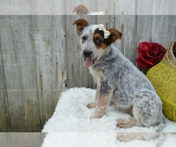 Medium Photo #6 Australian Cattle Dog Puppy For Sale in HONEY BROOK, PA, USA