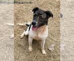 Small #7 Australian Shepherd Mix