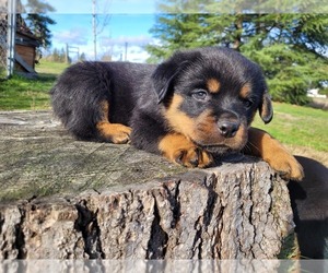 Rottweiler Puppy for sale in YELM, WA, USA
