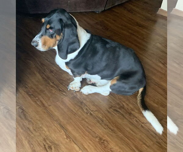 Medium Photo #3 Basset Hound Puppy For Sale in Petaluma, CA, USA