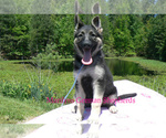 Small #4 German Shepherd Dog