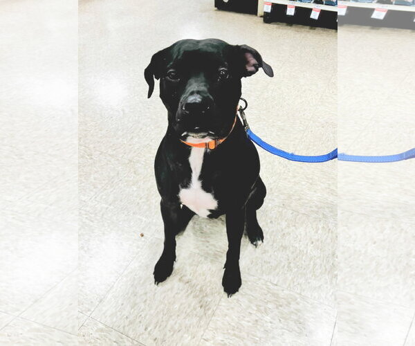 Medium Photo #10 American Staffordshire Terrier-Unknown Mix Puppy For Sale in Minneapolis, MN, USA