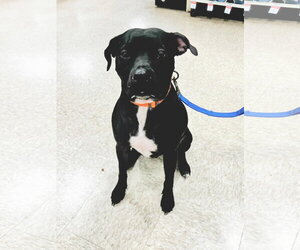Midnight Lagoon - Male American Staffordshire Terrier-Unknown Mix Dog for Adoption - Photo #10