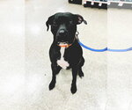 Small #9 American Staffordshire Terrier Mix