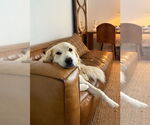 Small #2 Anatolian Shepherd-Great Pyrenees Mix