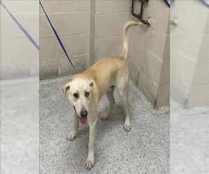 Labrador Retriever Dogs for adoption in Conroe, TX, USA