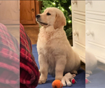 Small #1 English Cream Golden Retriever
