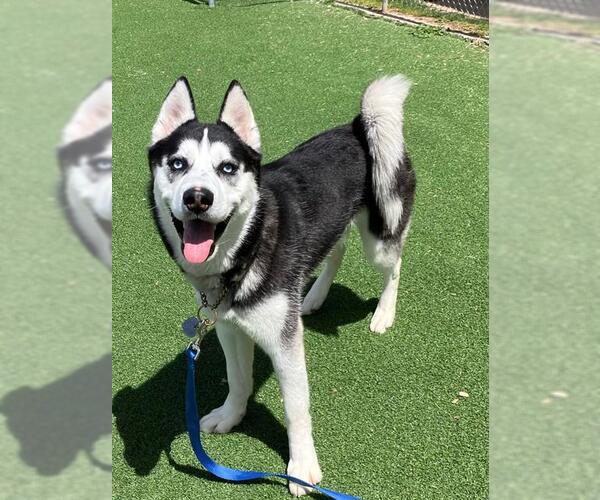 Medium Photo #1 Siberian Husky Puppy For Sale in Fruit Heights, UT, USA