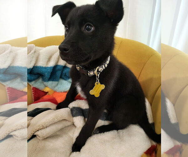 Medium Photo #5 Mutt Puppy For Sale in Sandy, UT, USA