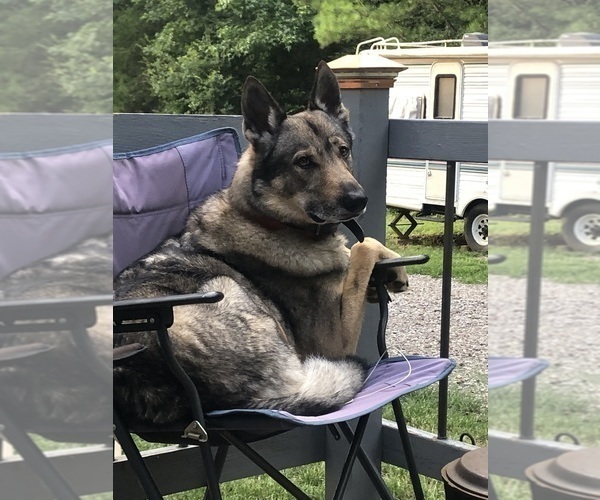Medium Photo #6 Czech Wolfdog-German Shepherd Dog Mix Puppy For Sale in MIDDLETON, TN, USA
