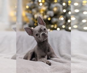 Chihuahua Puppy for sale in FORT LAUDERDALE, FL, USA