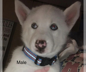 Siberian Husky Puppy for sale in LYONS, GA, USA