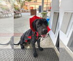 Small #9 Labrador Retriever Mix
