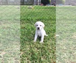 Small Photo #19 Labrador Retriever Puppy For Sale in ST PETERSBURG, FL, USA