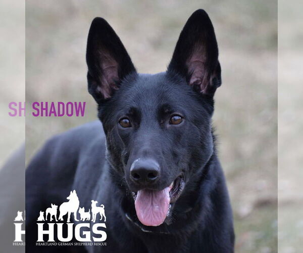 Medium Photo #4 German Shepherd Dog Puppy For Sale in Gretna, NE, USA