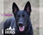 Small #3 German Shepherd Dog