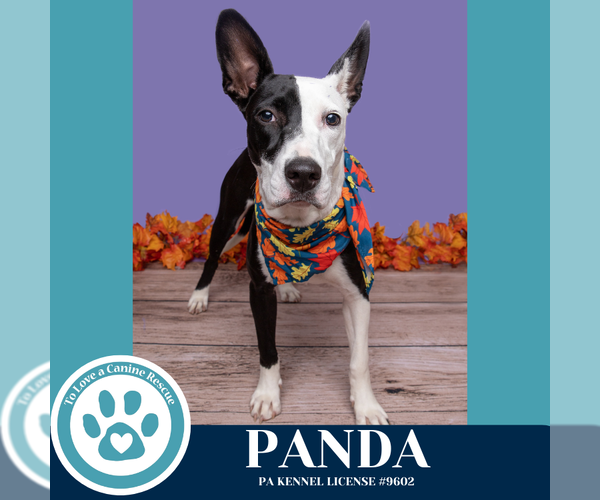 Medium Photo #2 Mutt Puppy For Sale in Kimberton, PA, USA