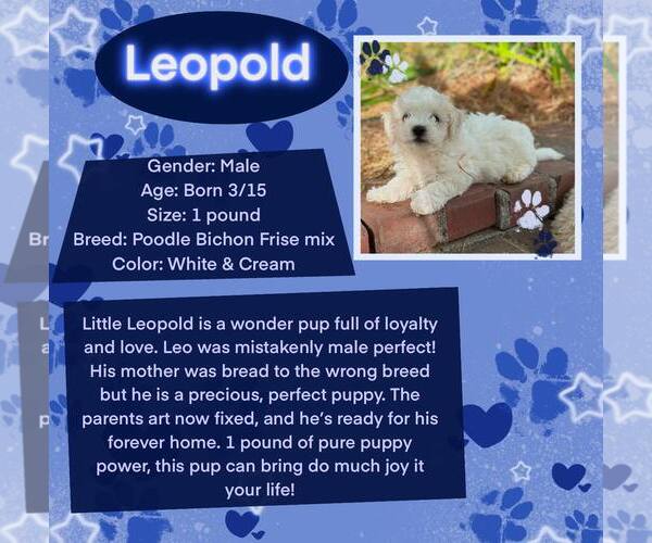 Medium Photo #1 Poochon Puppy For Sale in Rancho Cordova, CA, USA