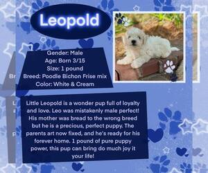 Poochon Dogs for adoption in Rancho Cordova, CA, USA