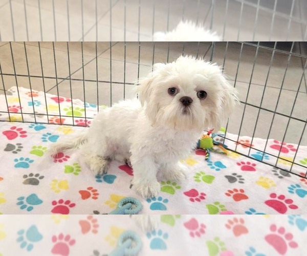 Medium Photo #6 Shih Tzu Puppy For Sale in ORO VALLEY, AZ, USA
