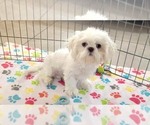 Small #5 Shih Tzu
