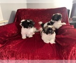 Small #15 Shih Tzu