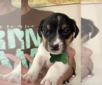 Puppy Puppy 1 Jack Russell Terrier