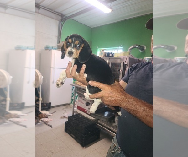 Medium Photo #5 Beagle Puppy For Sale in MONROEVILLE, NJ, USA