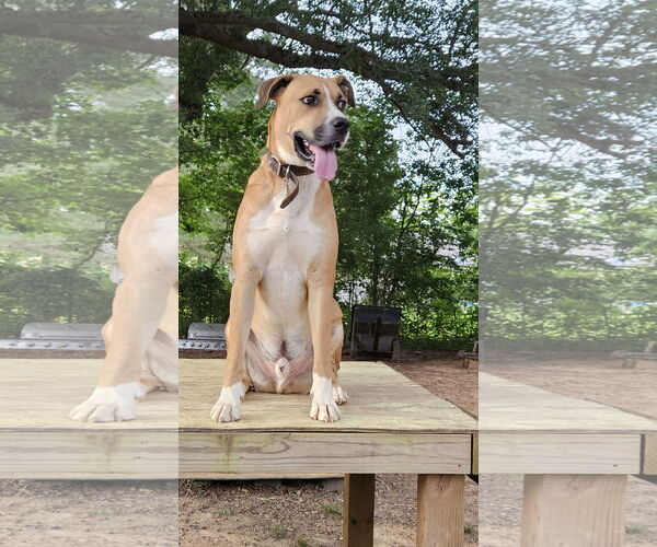 Medium Photo #3 Anatolian Shepherd-Boxer Mix Puppy For Sale in Corinth, MS, USA