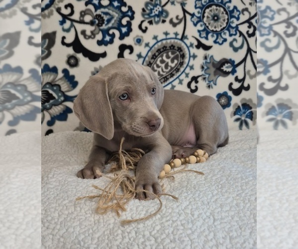 Medium Photo #4 Weimaraner Puppy For Sale in LEWISBURG, KY, USA