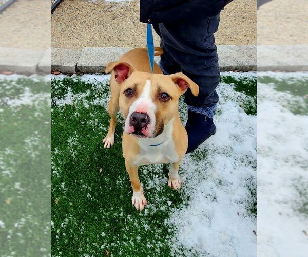 Medium Photo #5 American Bulldog-Unknown Mix Puppy For Sale in Perth Amboy, NJ, USA