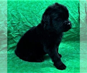 Newfoundland Puppy for sale in CORTEZ, CO, USA