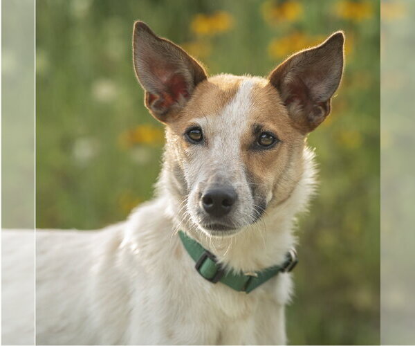 Medium Photo #10 Mutt Puppy For Sale in Garden City, NY, USA
