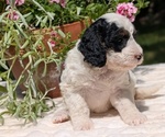 Small #5 Miniature Bernedoodle