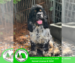 Cavalier King Charles Spaniel Dogs for adoption in Stroudsburg, PA, USA