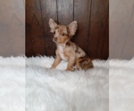 Small Photo #5 Chihuahua Puppy For Sale in INDIANAPOLIS, IN, USA
