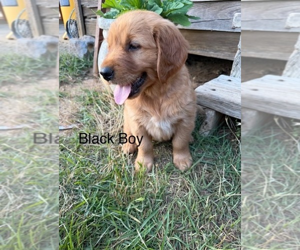 Medium Photo #2 Golden Retriever Puppy For Sale in SANDERSVILLE, GA, USA