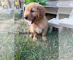 Small #1 Golden Retriever
