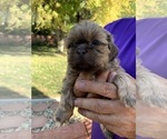 Small Photo #5 Shih Tzu Puppy For Sale in RIO LINDA, CA, USA