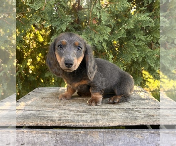 Medium Photo #5 Dachshund Puppy For Sale in MIDDLEBURY, IN, USA
